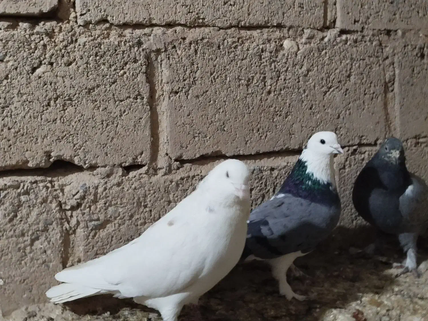 کبوتر کاشونی|پرنده|فرخشهر, |دیوار