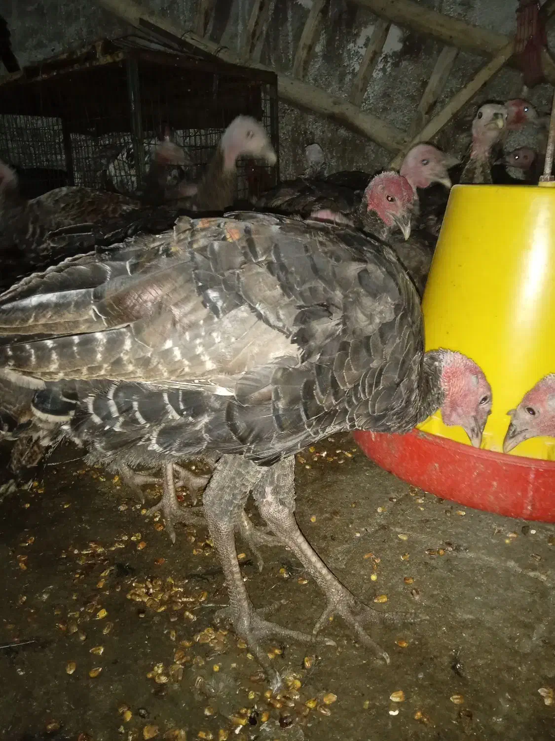 جوجه بوقلمون|حیوانات مزرعه|نیشابور, فضل|دیوار