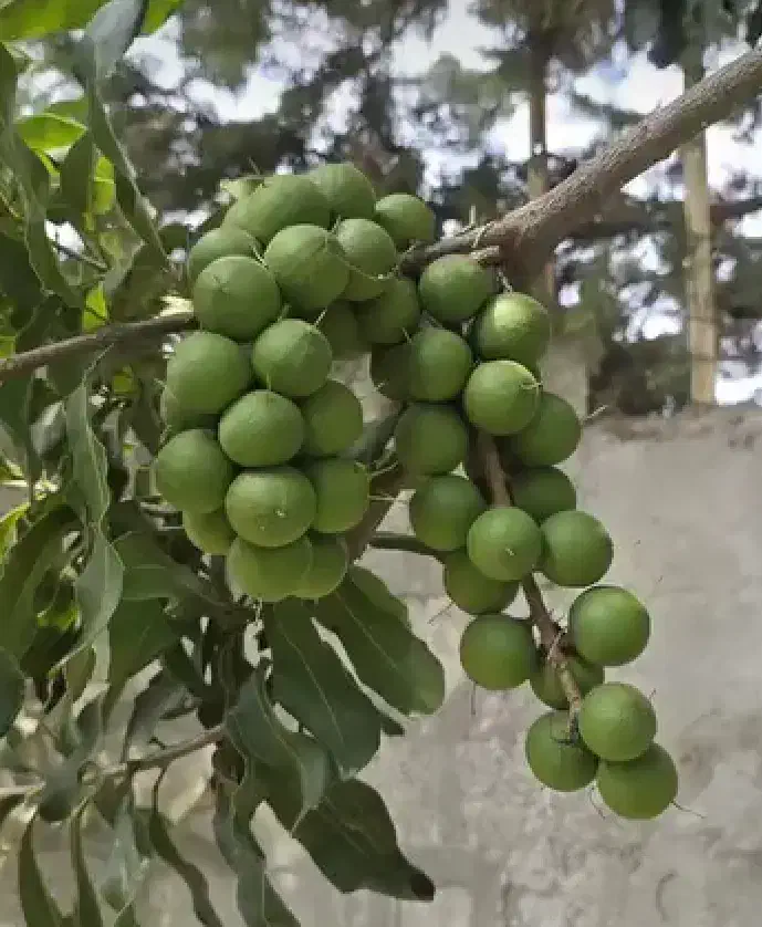 نهال بذر هسته فندق ماکادمیا مناسب کاشت گردو پالم|گل و گیاه طبیعی|خرم‌آباد (تنکابن), |دیوار