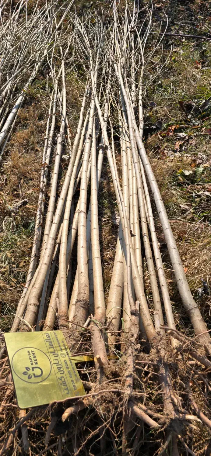 صنوبر نیگرا ترک|خدمات باغبانی و درختکاری|بابل, |دیوار