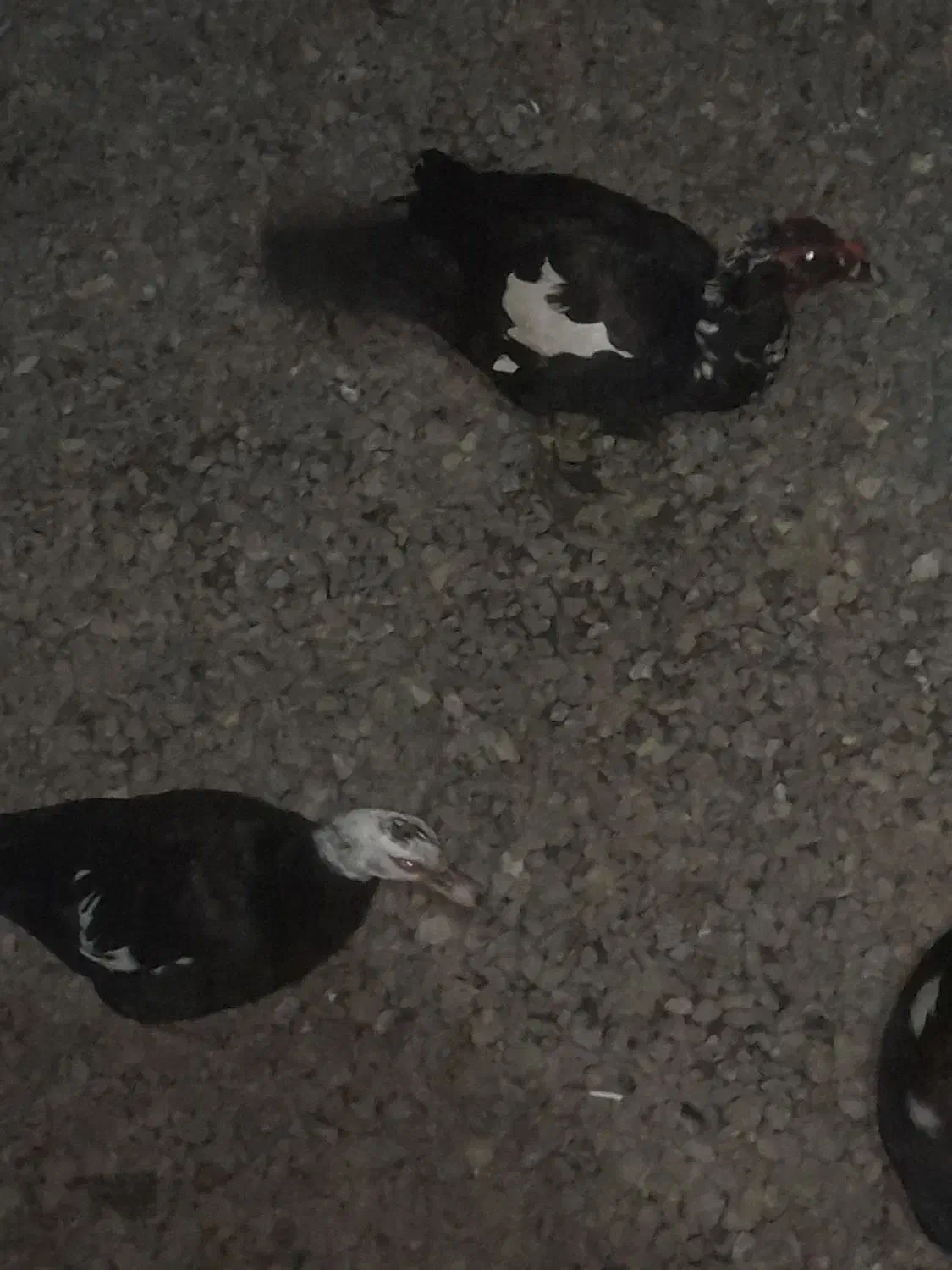 لیک معاوضه با بره و بز|حیوانات مزرعه|گرگان, |دیوار