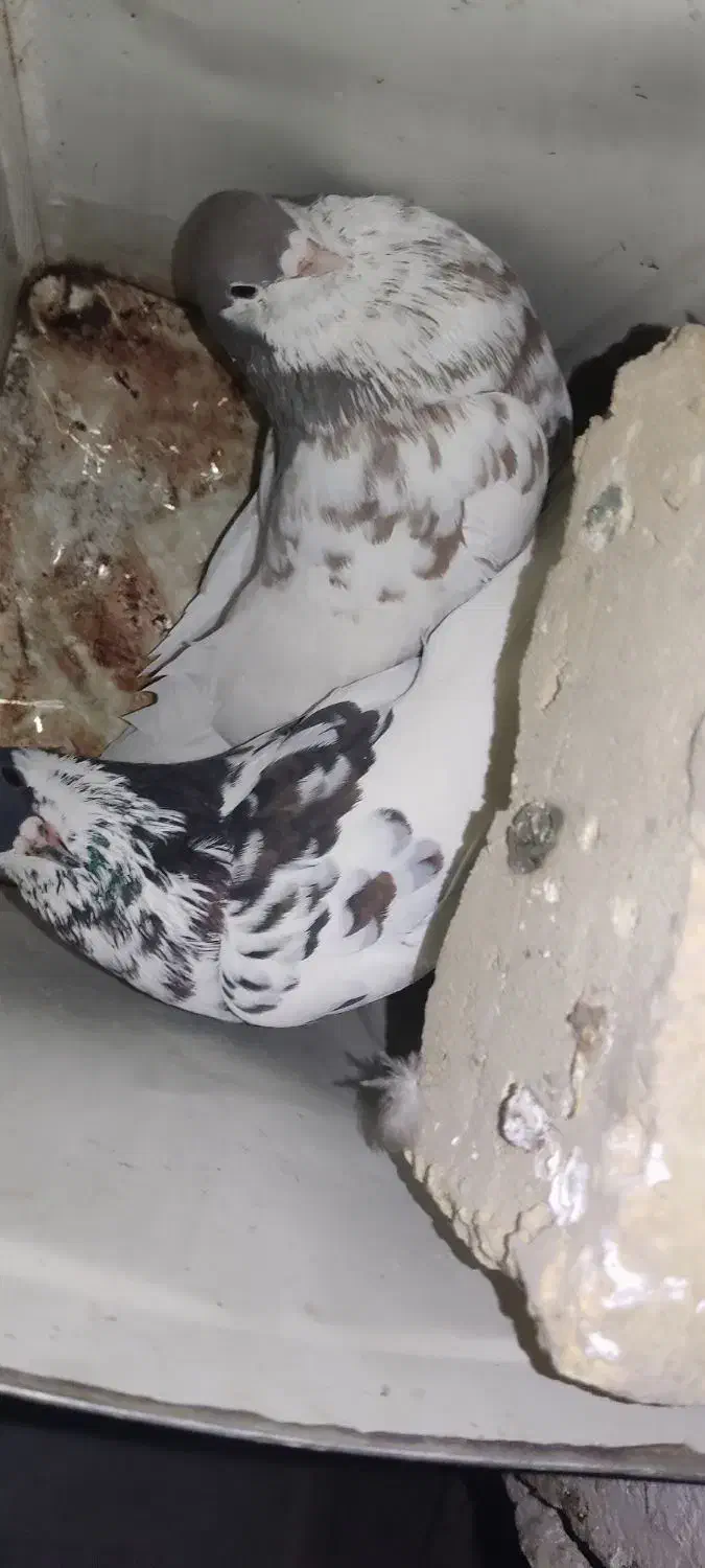 نروماده رنگی گل دار|پرنده|کوه چنار, |دیوار