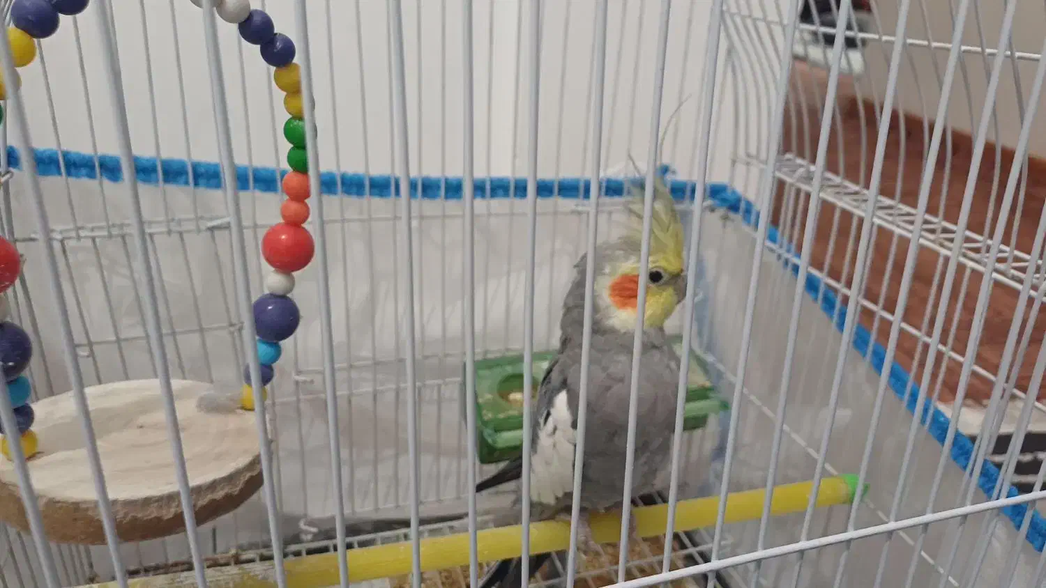 عروس هلندی|پرنده|تاکستان, |دیوار