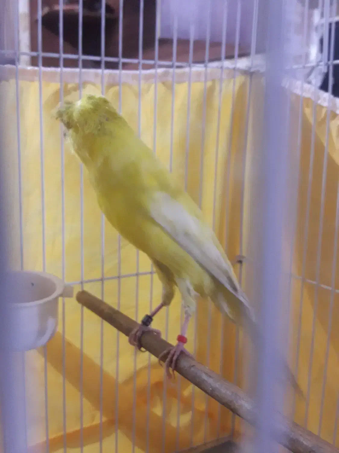 قناری رسمی بلند کاکلی نر|پرنده|ری, علایین|دیوار