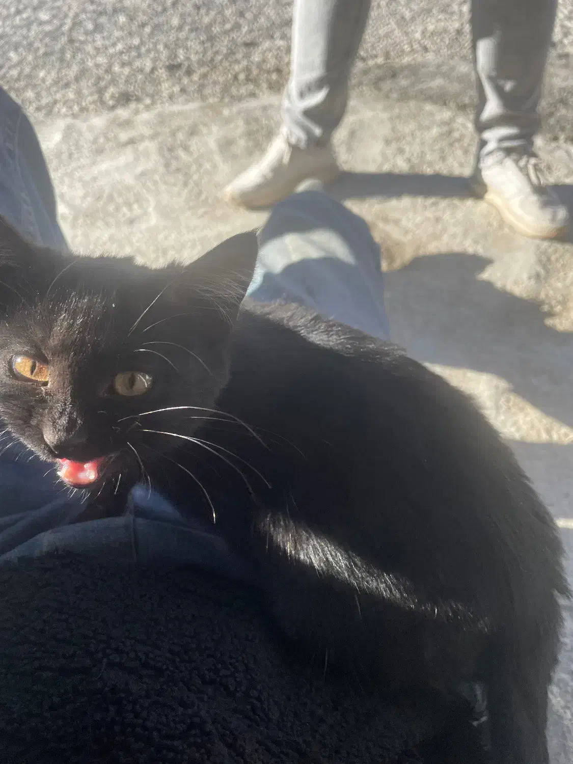 گربه سیاه|گربه|اردبیل, |دیوار