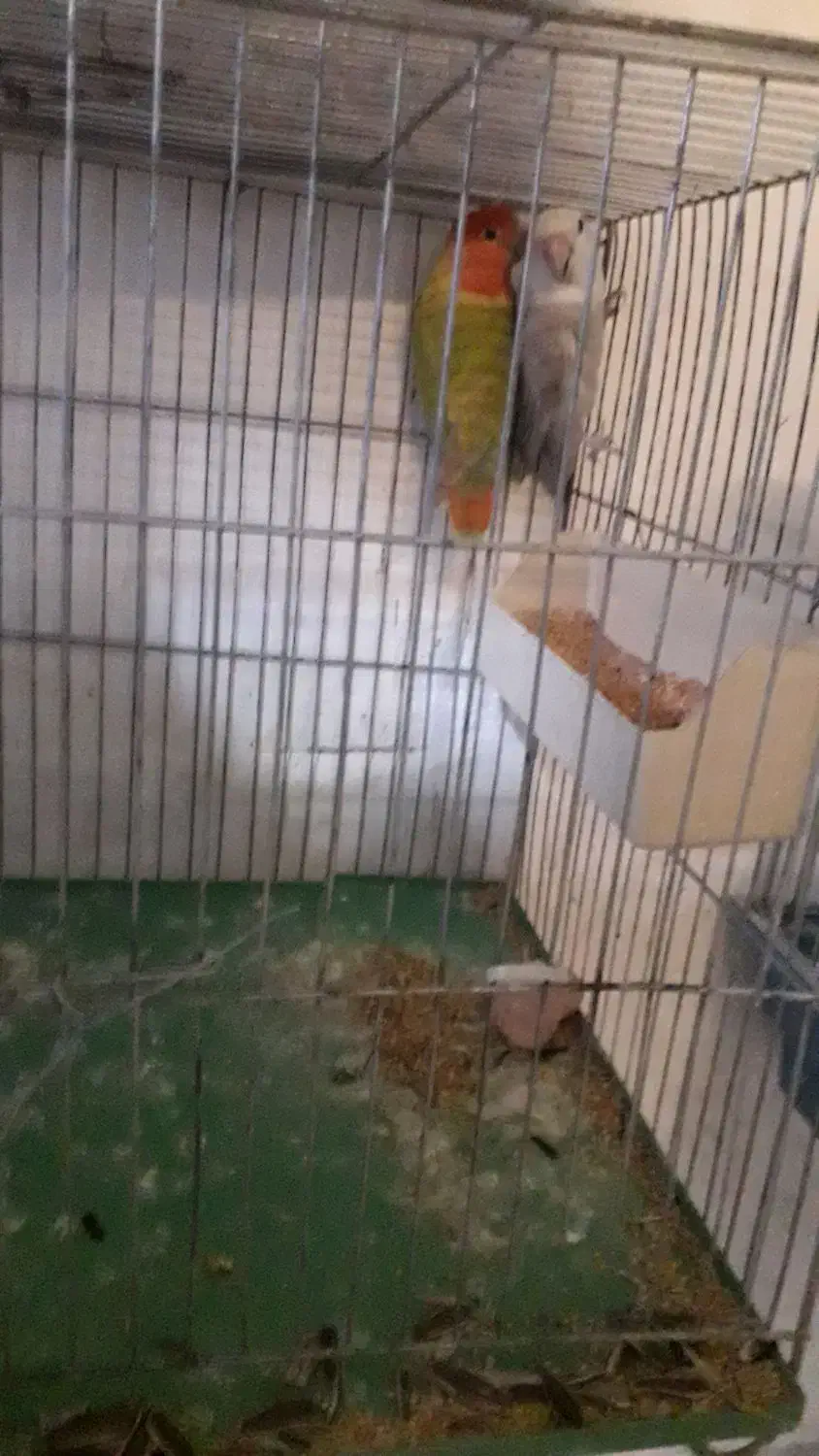 طوطی برزیلی|پرنده|زنجان, |دیوار