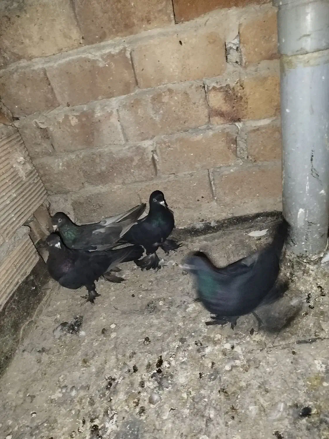 کفتر|پرنده|تبریز, |دیوار