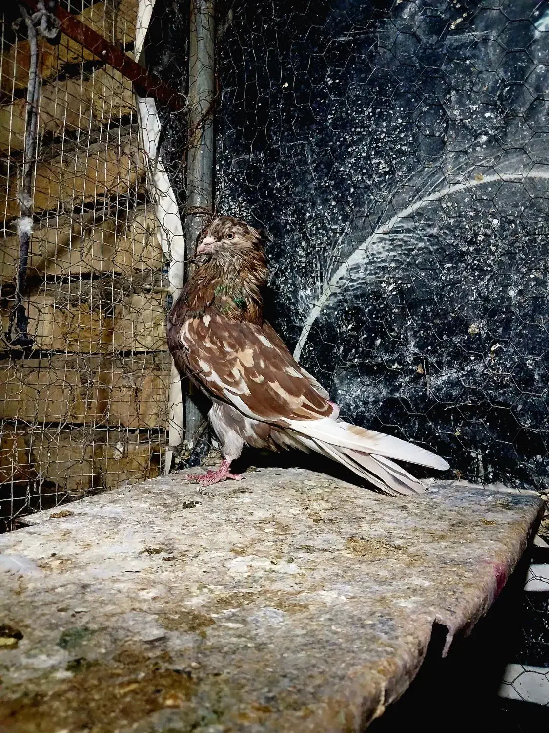 سرور‌پرشی|پرنده|پیر بکران, |دیوار