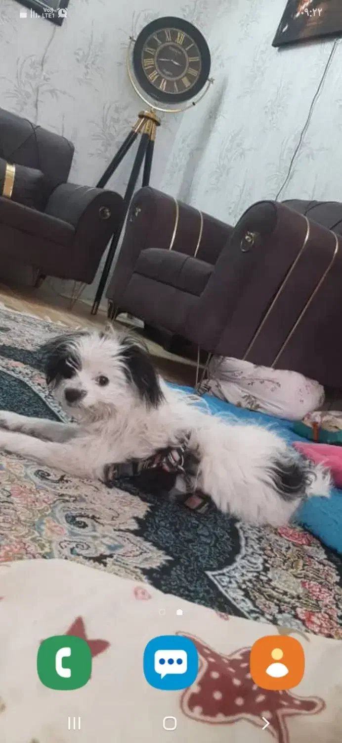 سگ شیتزو کراس|سگ|وحیدیه, |دیوار