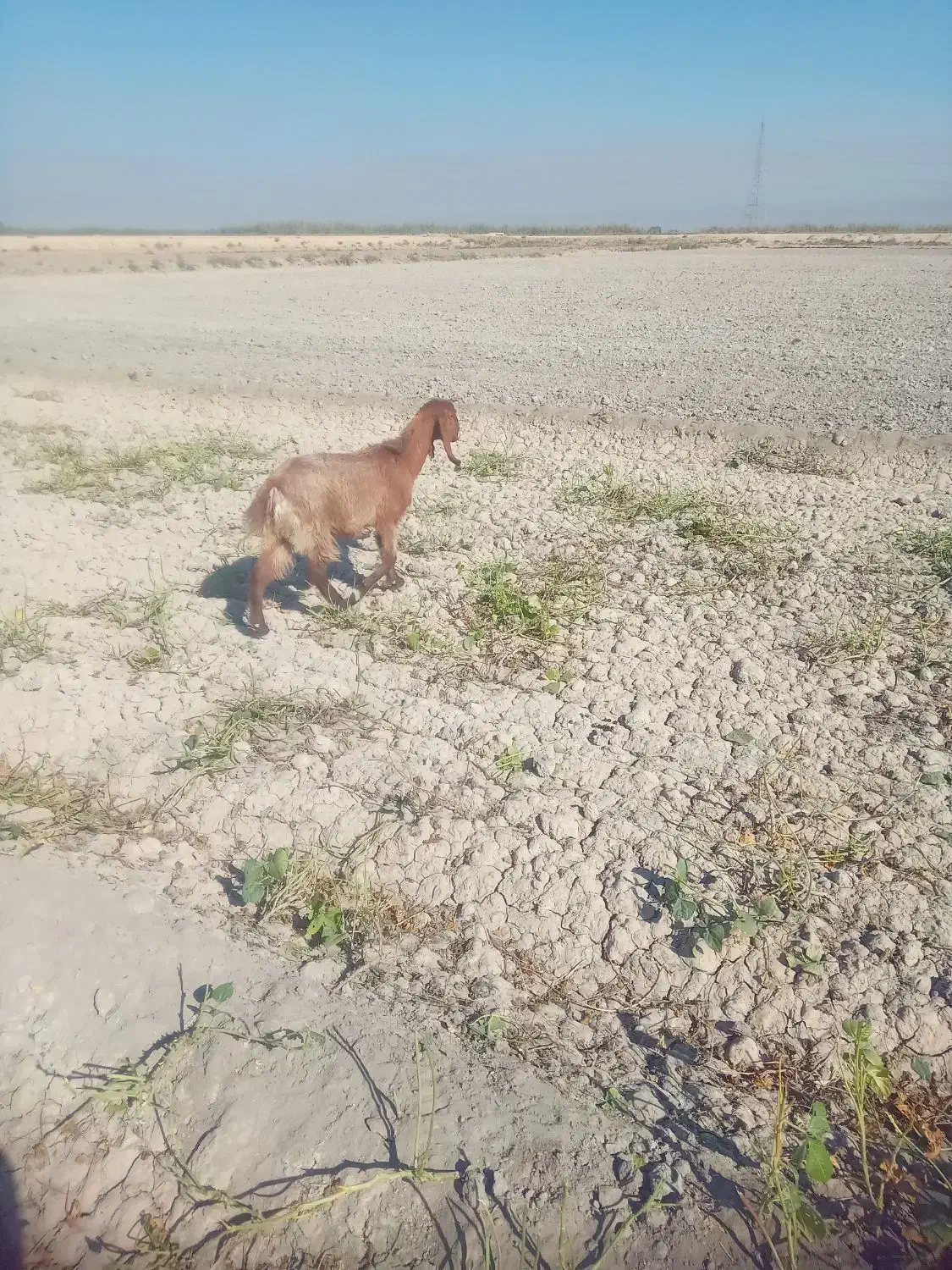 ۵عدد بز نر ۴عددبز ماده|حیوانات مزرعه|باوی, |دیوار