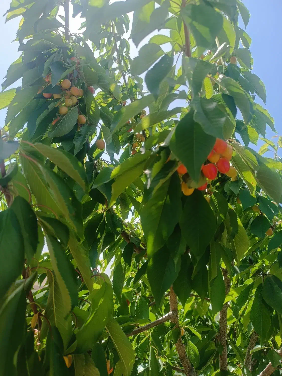 فروش درخت میوه چند ساله|گل و گیاه طبیعی|الیگودرز, |دیوار