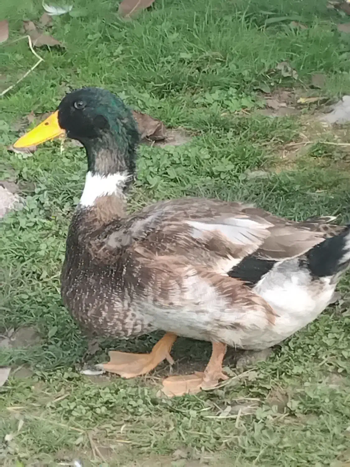 ۴۰ عدد اردک نر|حیوانات مزرعه|رشت, فلسطین|دیوار