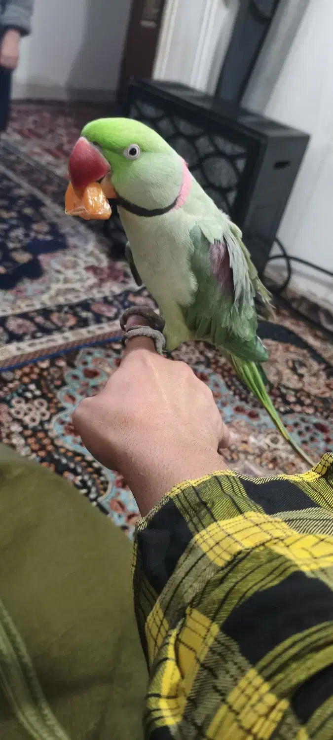 شاه طوطی سخن گو.|پرنده|رشت, پسیخان|دیوار