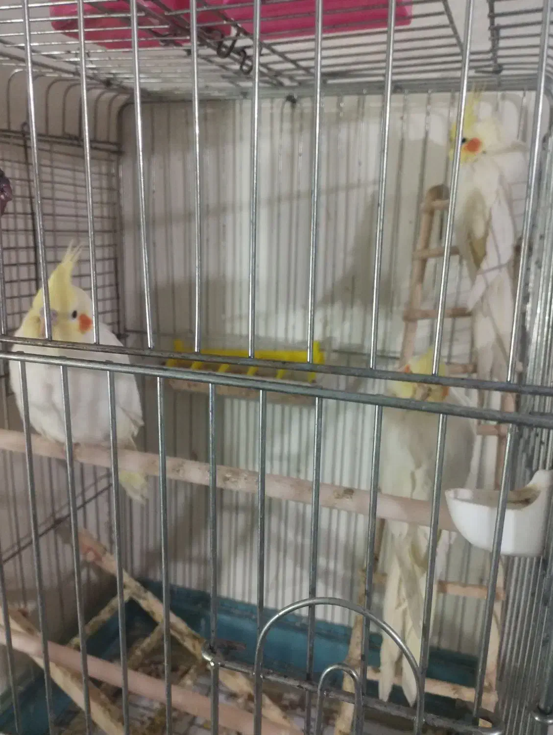 عروس لوتینو والبینو|پرنده|اسلامآباد غرب, |دیوار