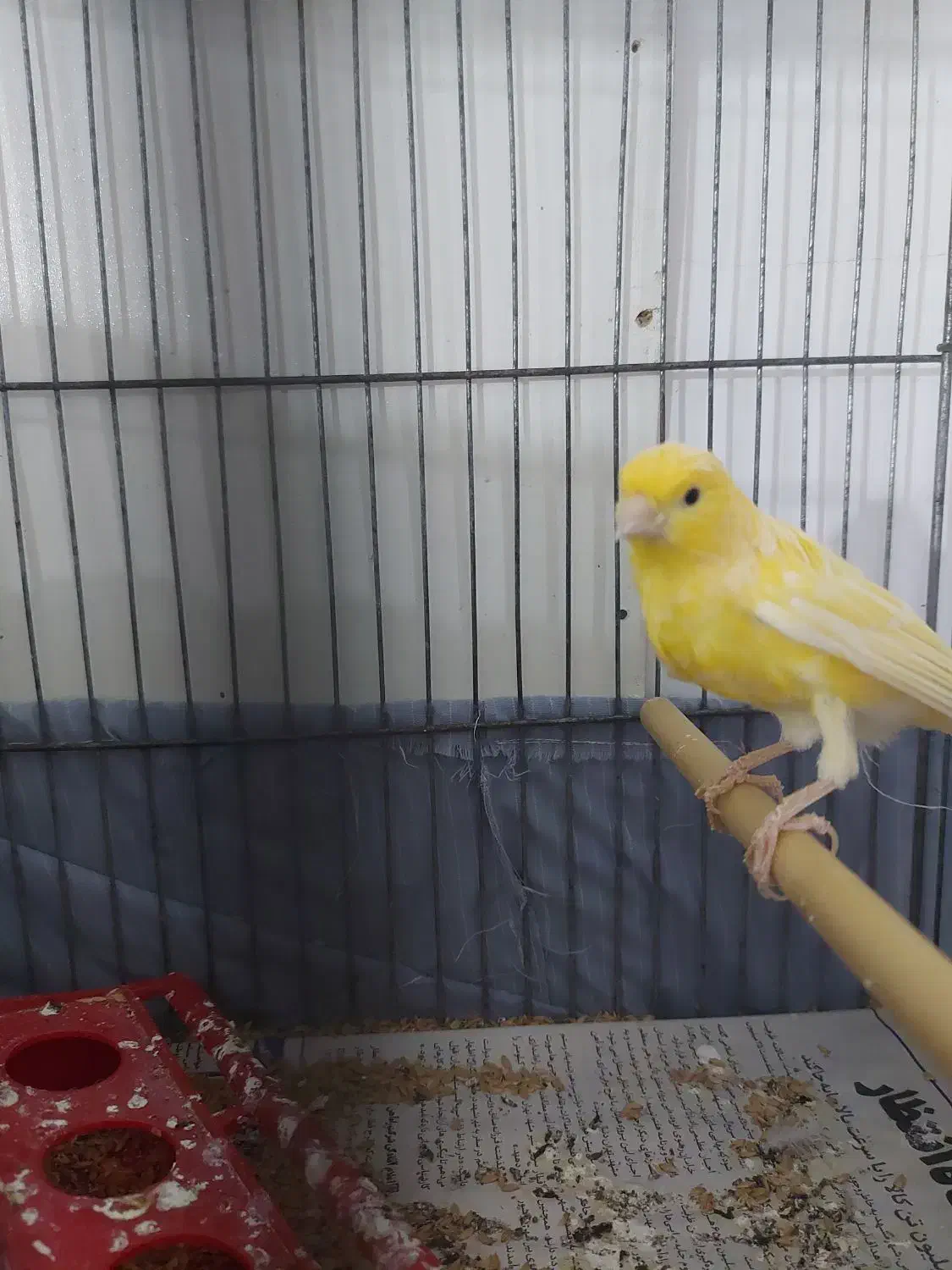 قناری نر|پرنده|اردبیل, |دیوار