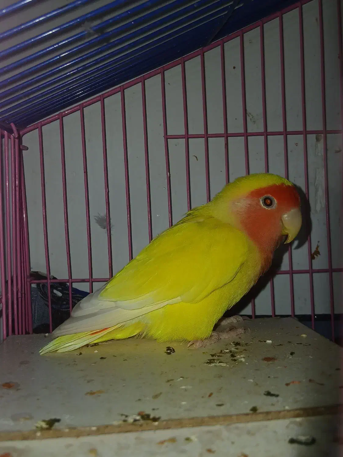 طوطی برزیلی زرد نر|پرنده|بجنورد, |دیوار