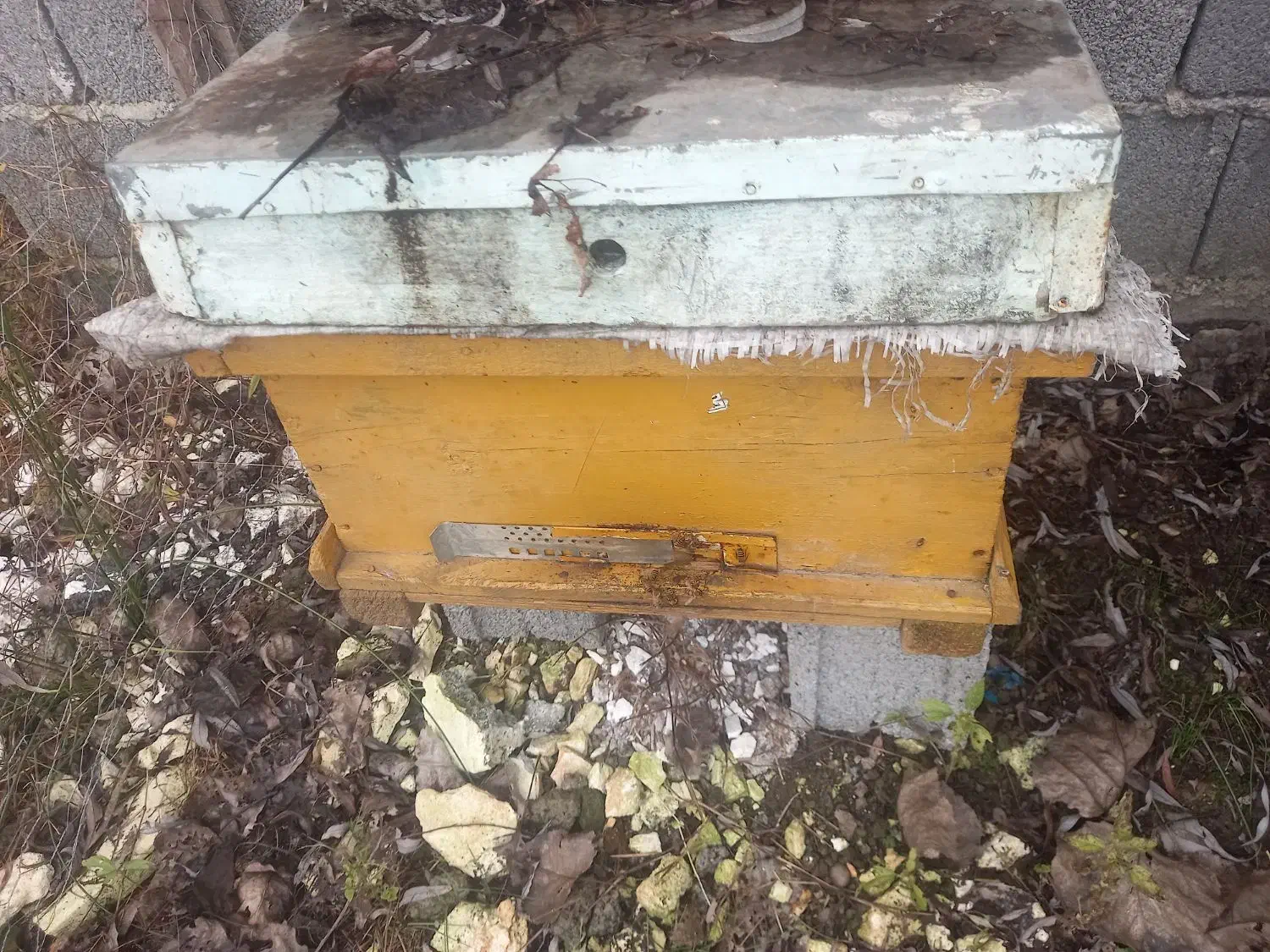 کندو عسل|حیوانات مزرعه|رشت, نخودچر|دیوار