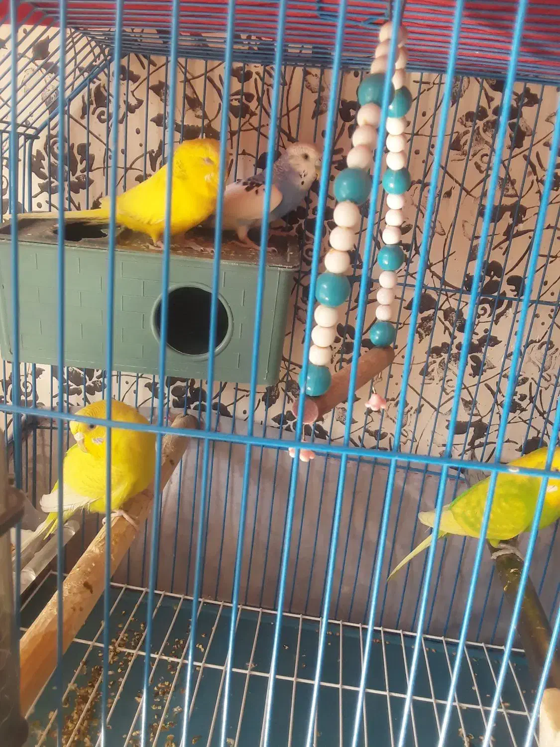 مرغ عشق و فنچ سهره خاکی|پرنده|قرچک, زیبا شهر|دیوار