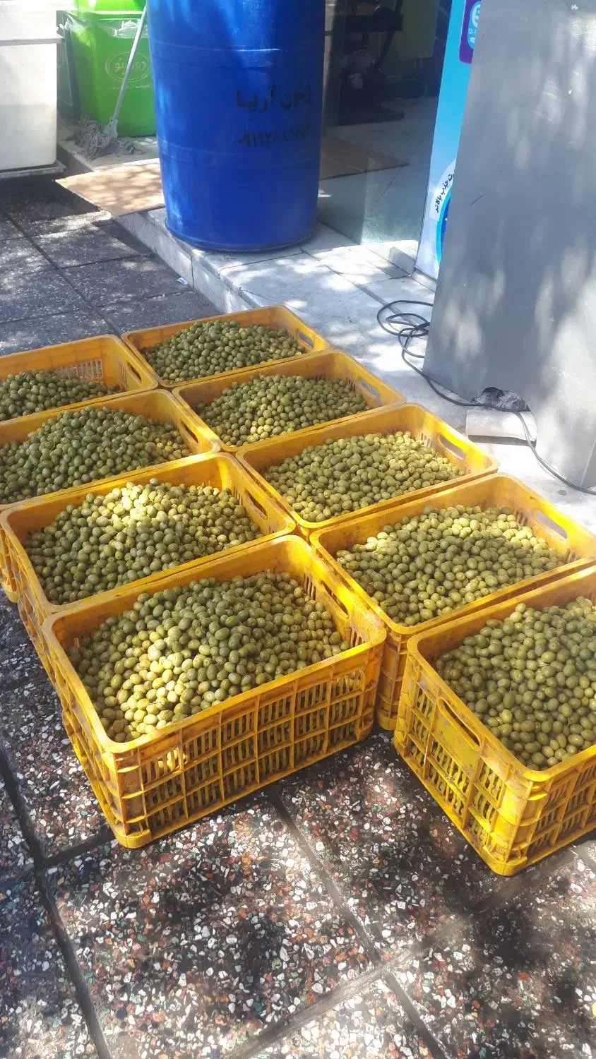 کارگاه فراوری و پخش زیتون|عمدهفروشی|تاکستان, |دیوار