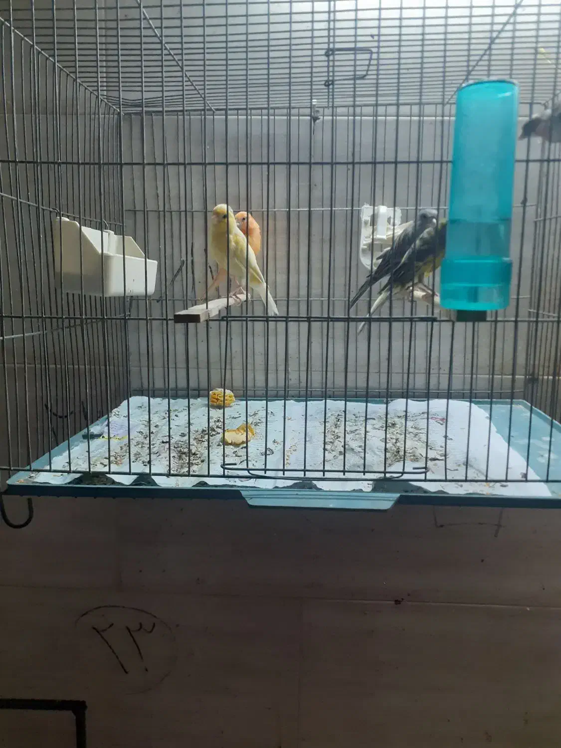 قناری رسمی|پرنده|رباطکریم, انجم آباد|دیوار