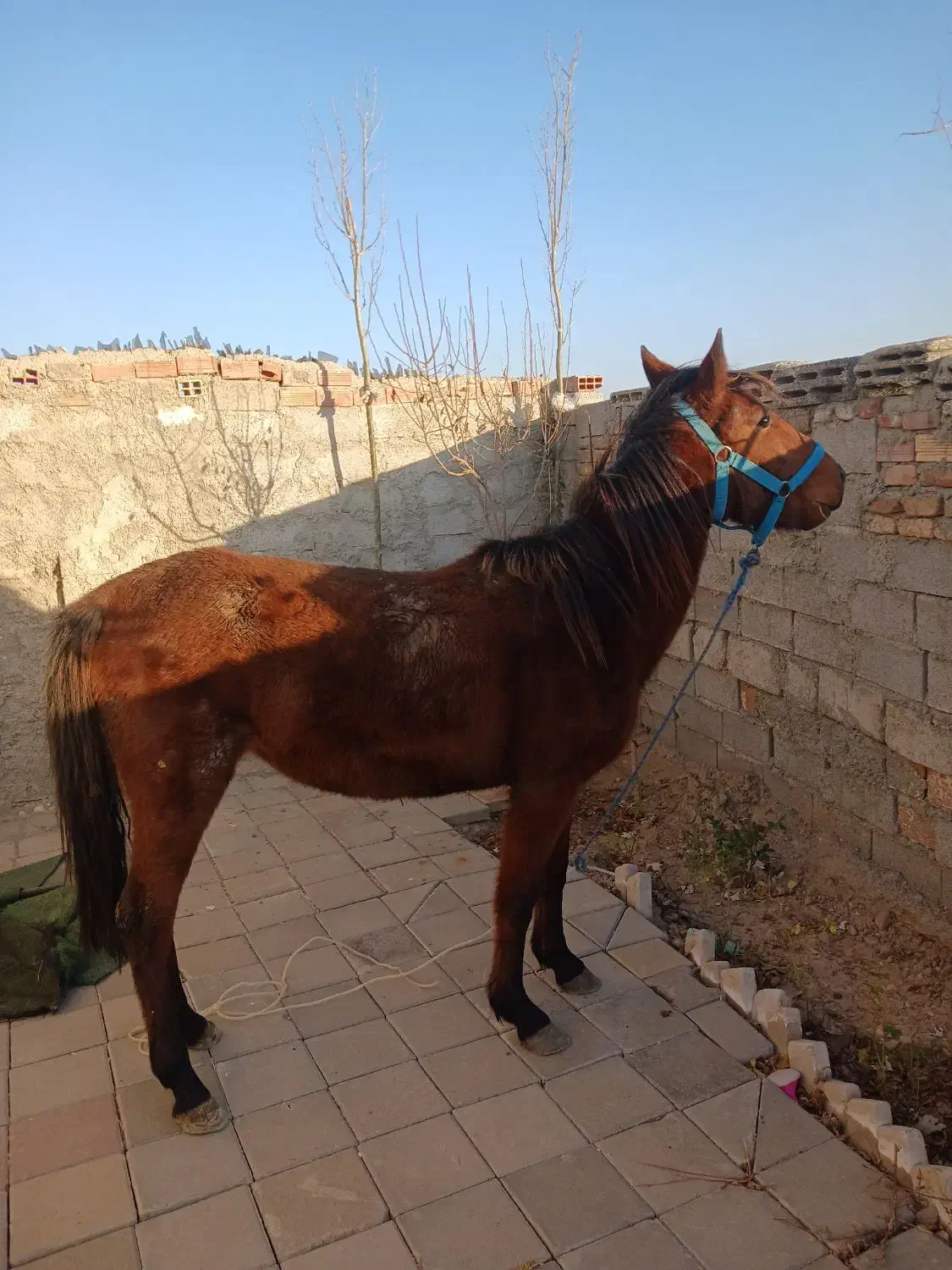 اسب مادیان سه ساله کرد ارام|اسب و تجهیزات اسب‌سواری|اردبیل, |دیوار