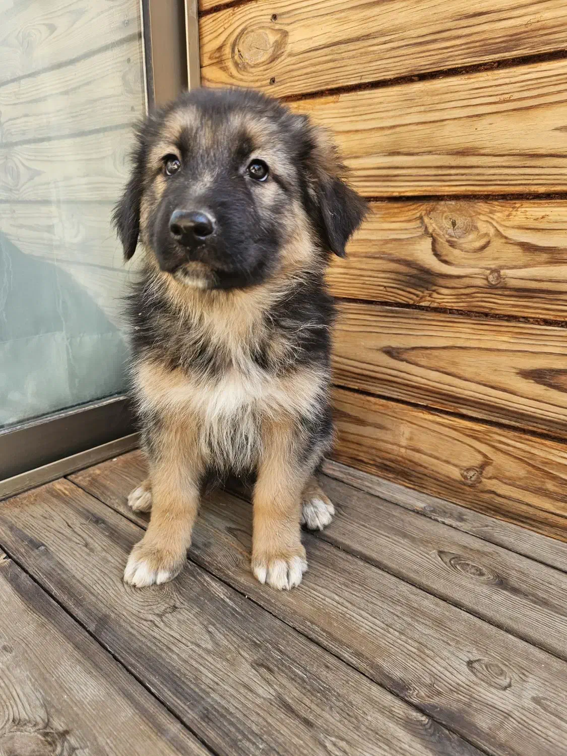 ژرمن شپرد|سگ|اصفهان, فیض|دیوار