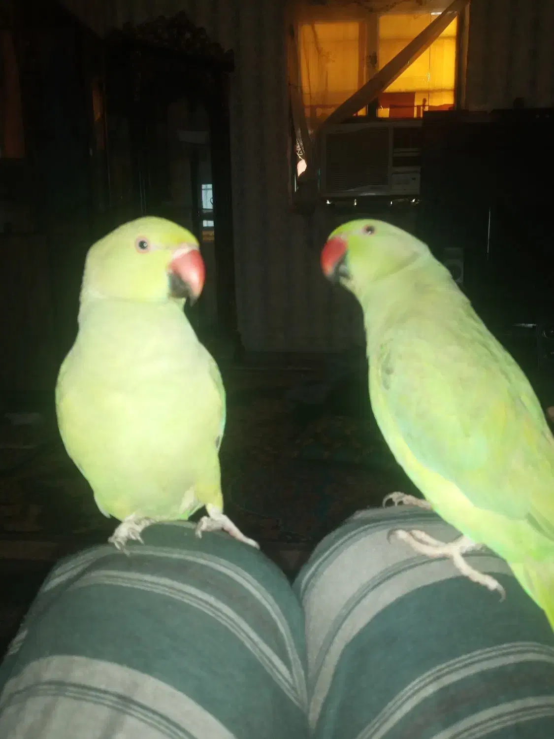 طوطی ملنگو|پرنده|جیرفت, |دیوار