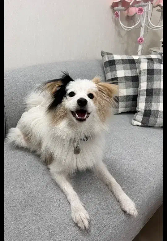 اشپیتز|سگ|خرمآباد, |دیوار