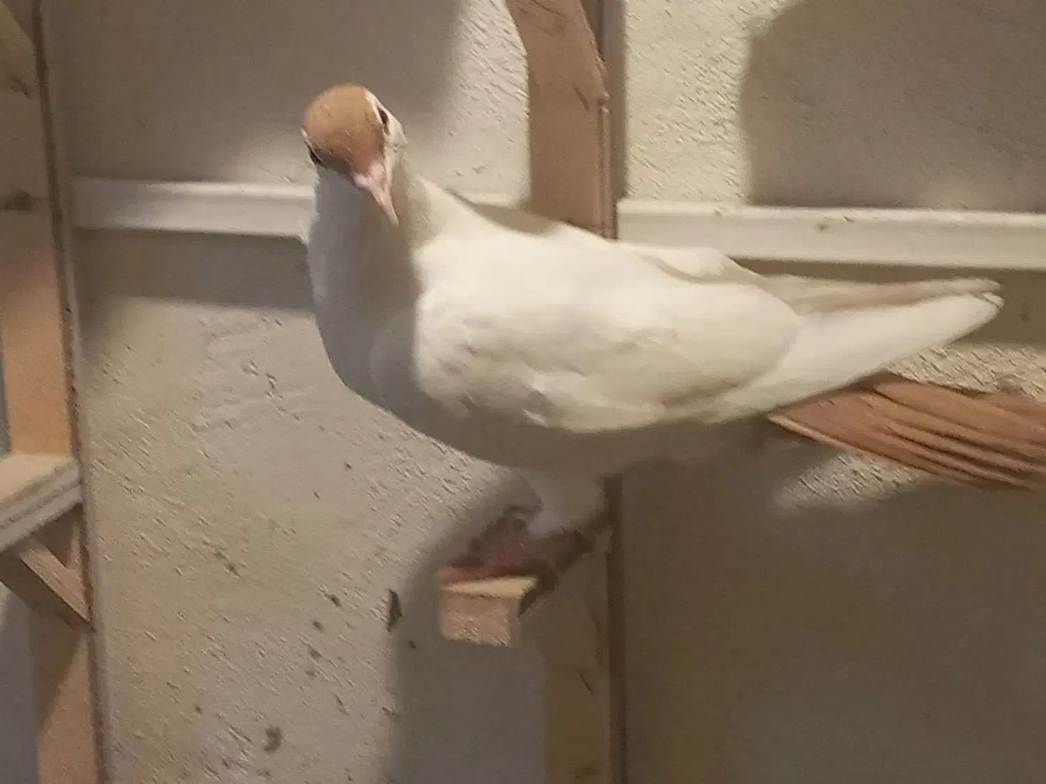 کبوتر|پرنده|مشهد, امیریه|دیوار