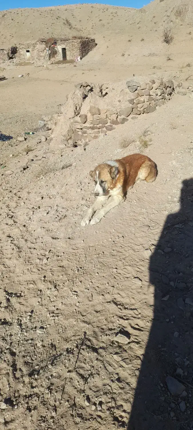 سگ گله ای|سگ|بیرجند, |دیوار