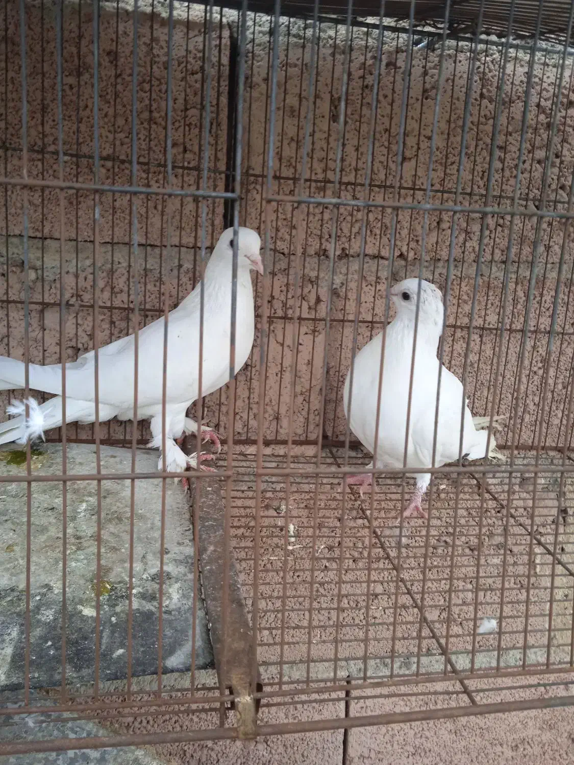 ۲ عدد کبوتر|پرنده|باسمنج, |دیوار