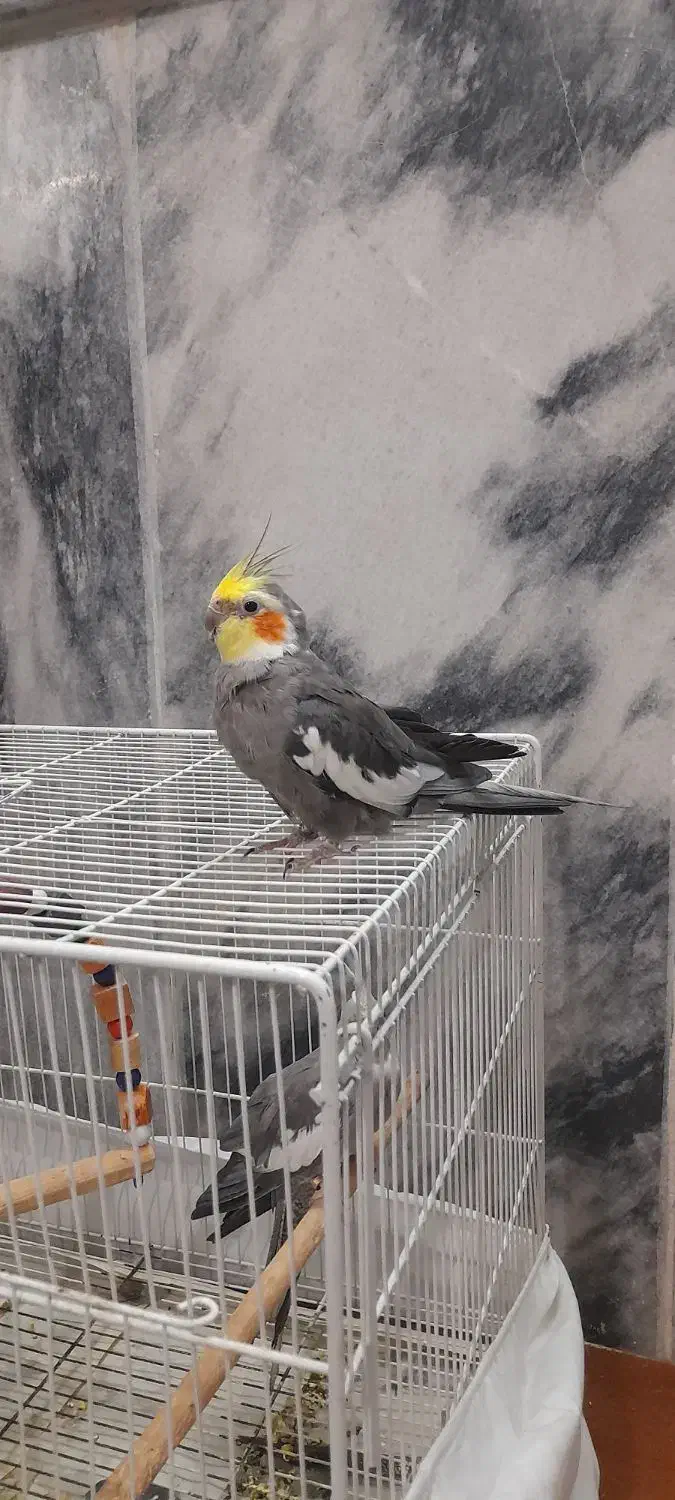 یک جفت عروس هلندی بسیار زیبا|پرنده|مشهد, شهید آوینی|دیوار