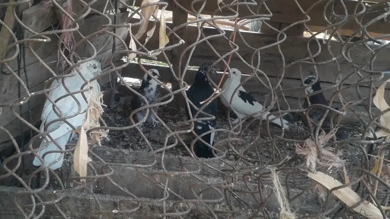 ۵عددکبوتر قیمت هرکدام150 هزارتومان|پرنده|گرمسار, |دیوار