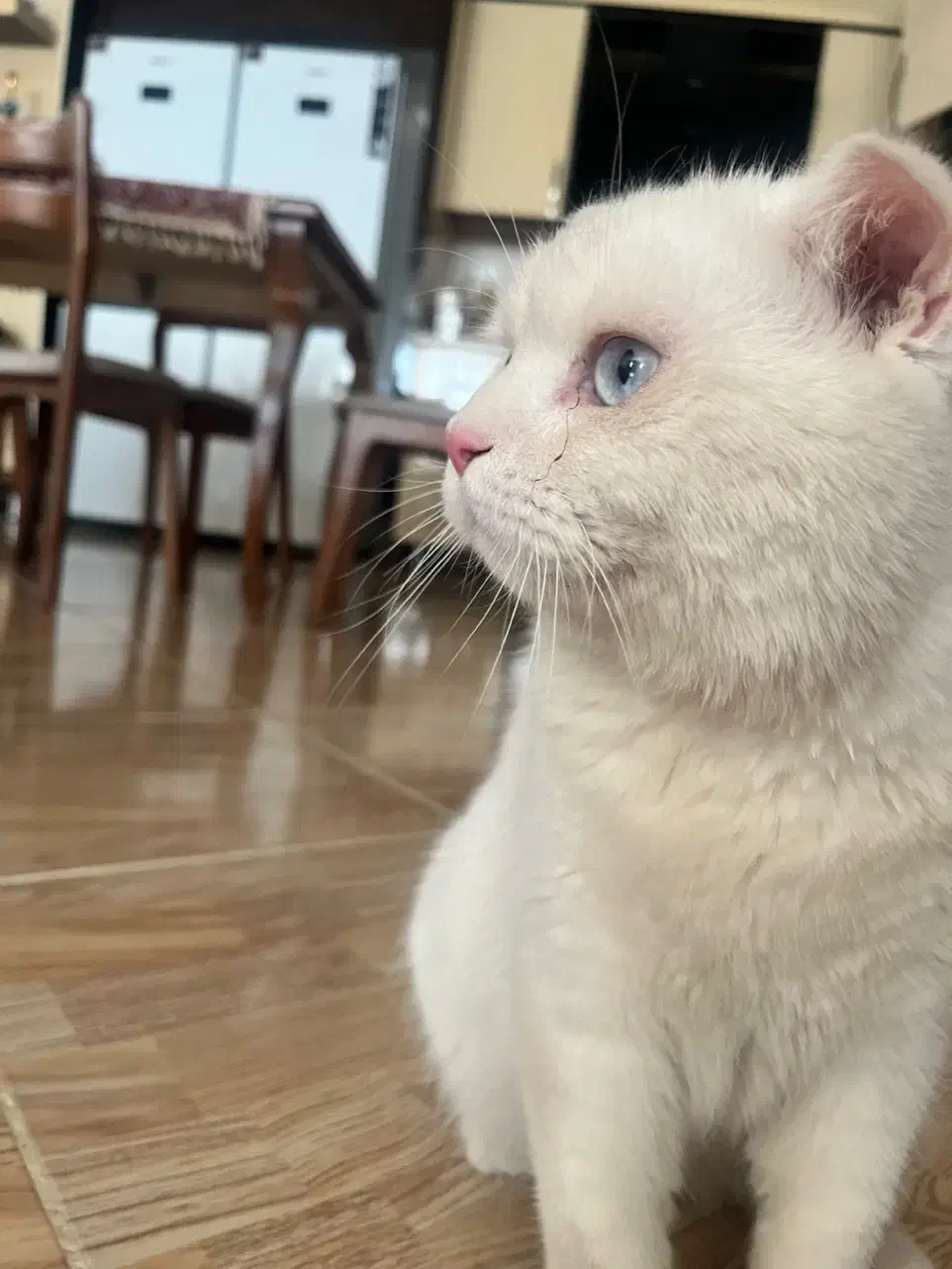 گربه  نژاد اسکاتیش|گربه|مشهد, هنرور|دیوار