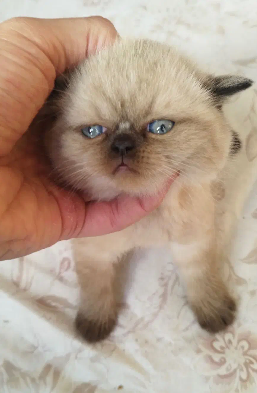 اسکاتیش فولد لانگ هیر و بریتیش هیمالین|گربه|سقز, |دیوار