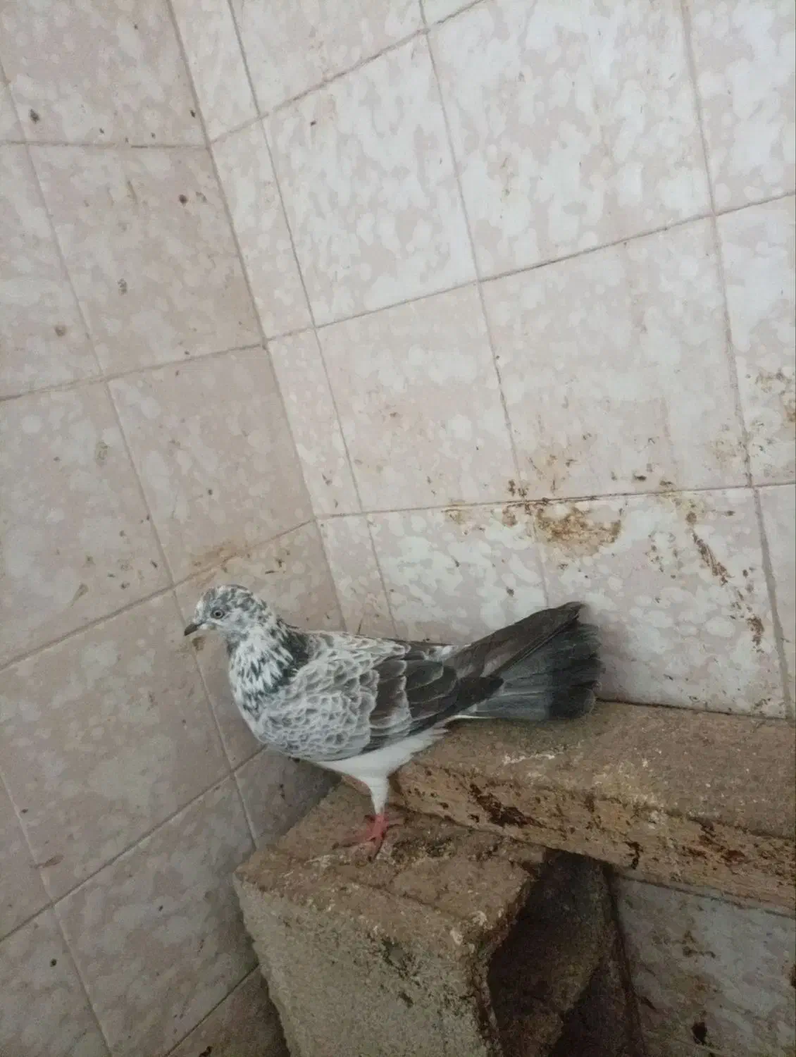 کبوتر.|حیوانات|سیمین شهر, |دیوار