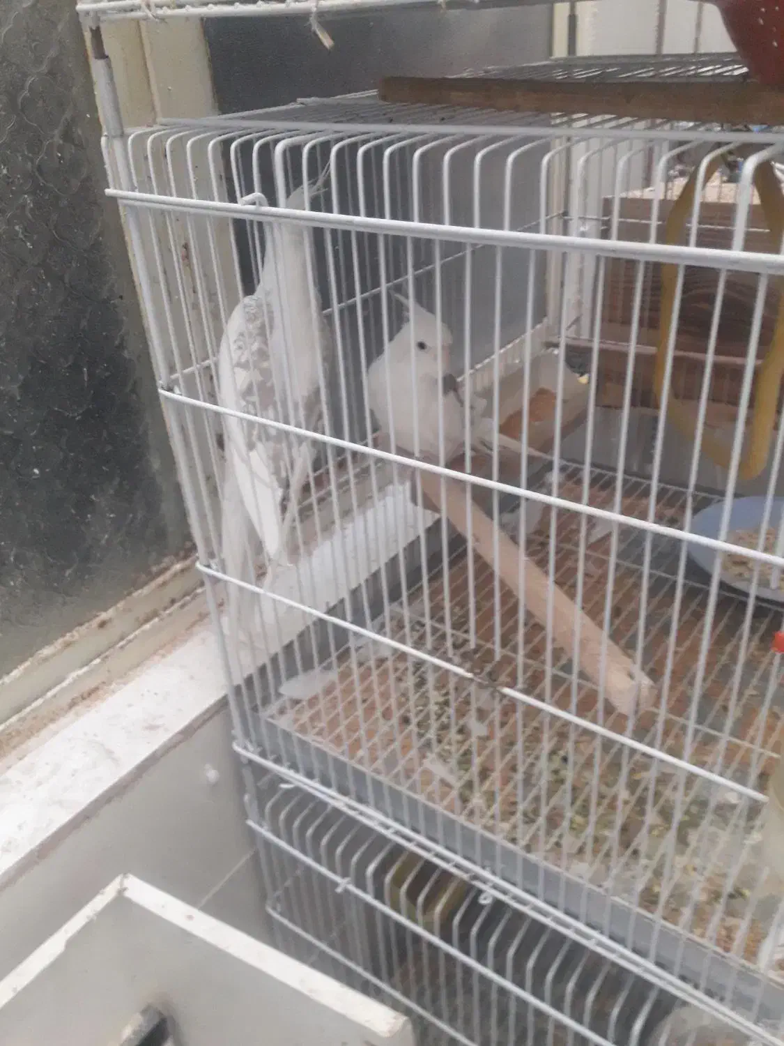 گرینچیک وعروس هلندی|پرنده|شیراز, آزادی|دیوار