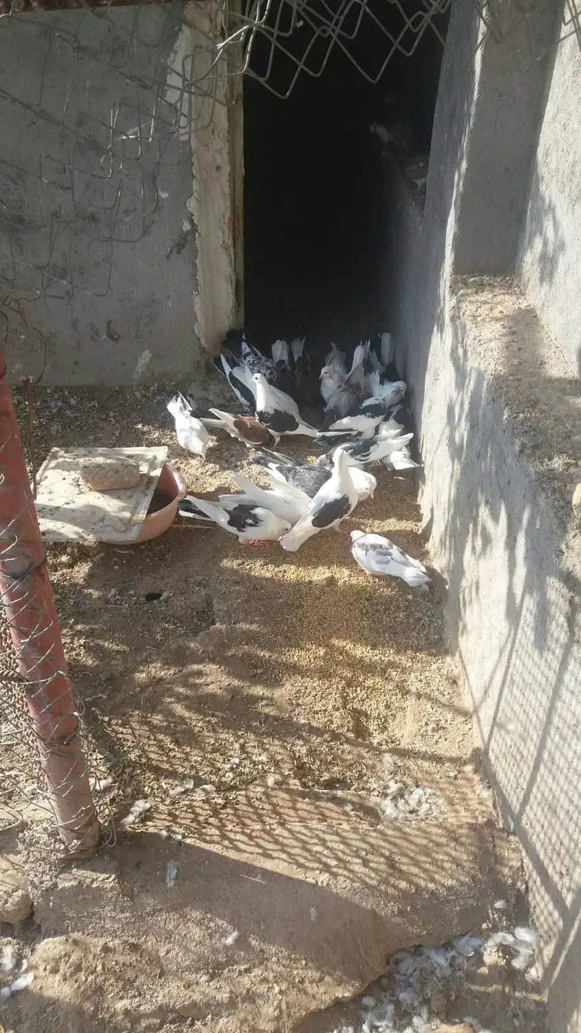 کبوتر|پرنده|بادرود, |دیوار