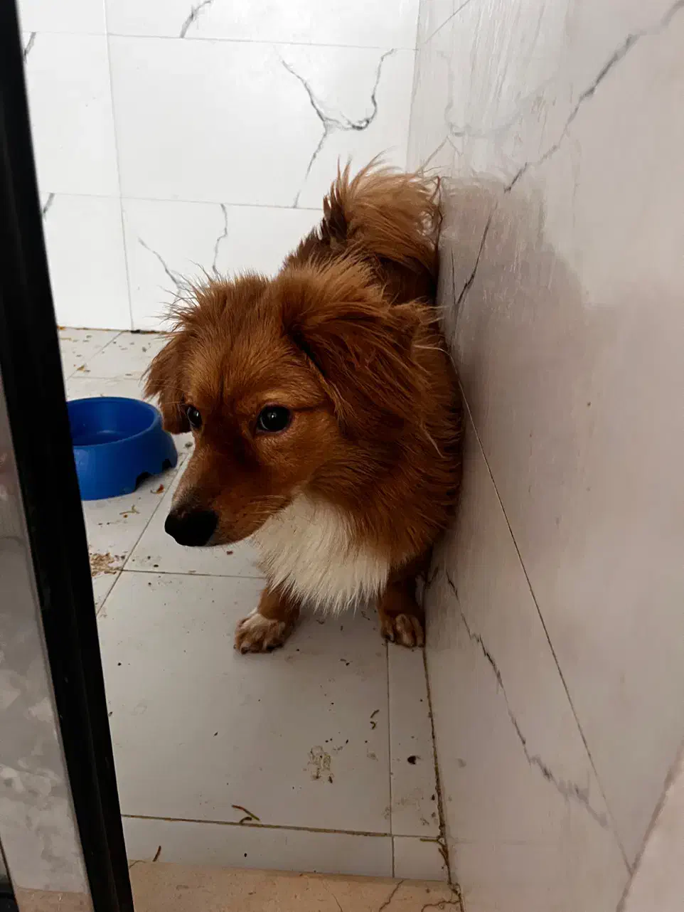 پامر روباهی|سگ|اسفراین, |دیوار