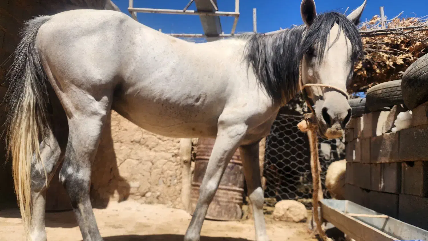 فروش اسب|اسب و تجهیزات اسبسواری|لردگان, |دیوار