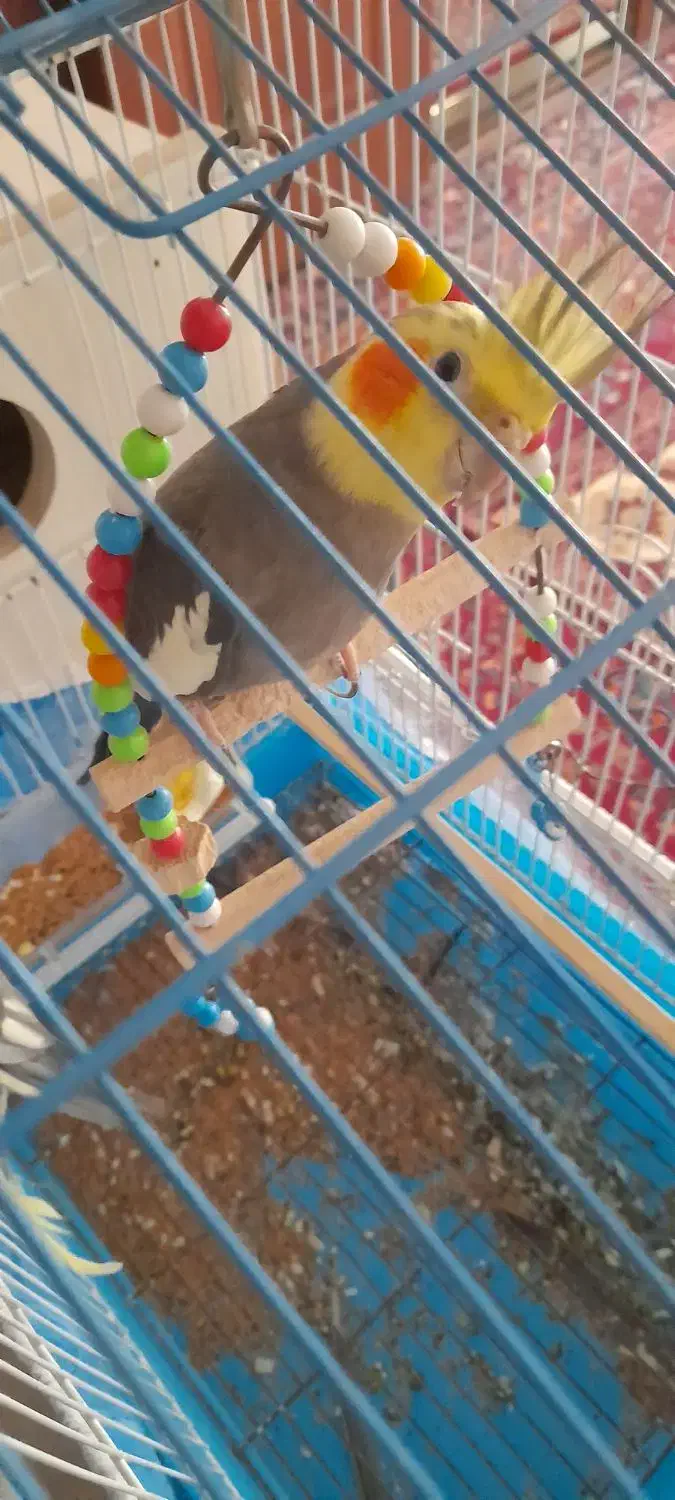 عروس هلندی|پرنده|آذرشهر, |دیوار