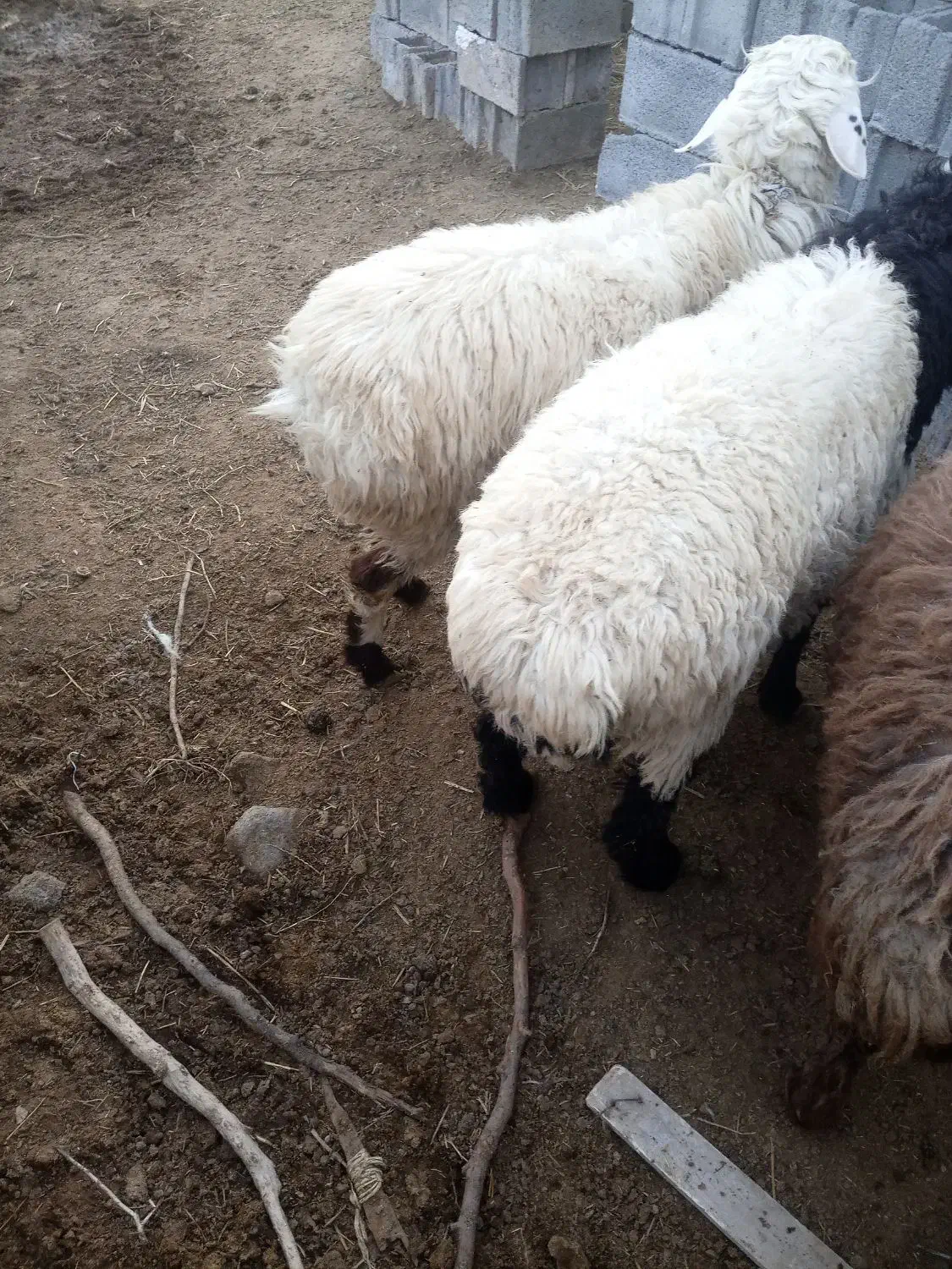 بره نر|حیوانات مزرعه|مود, |دیوار