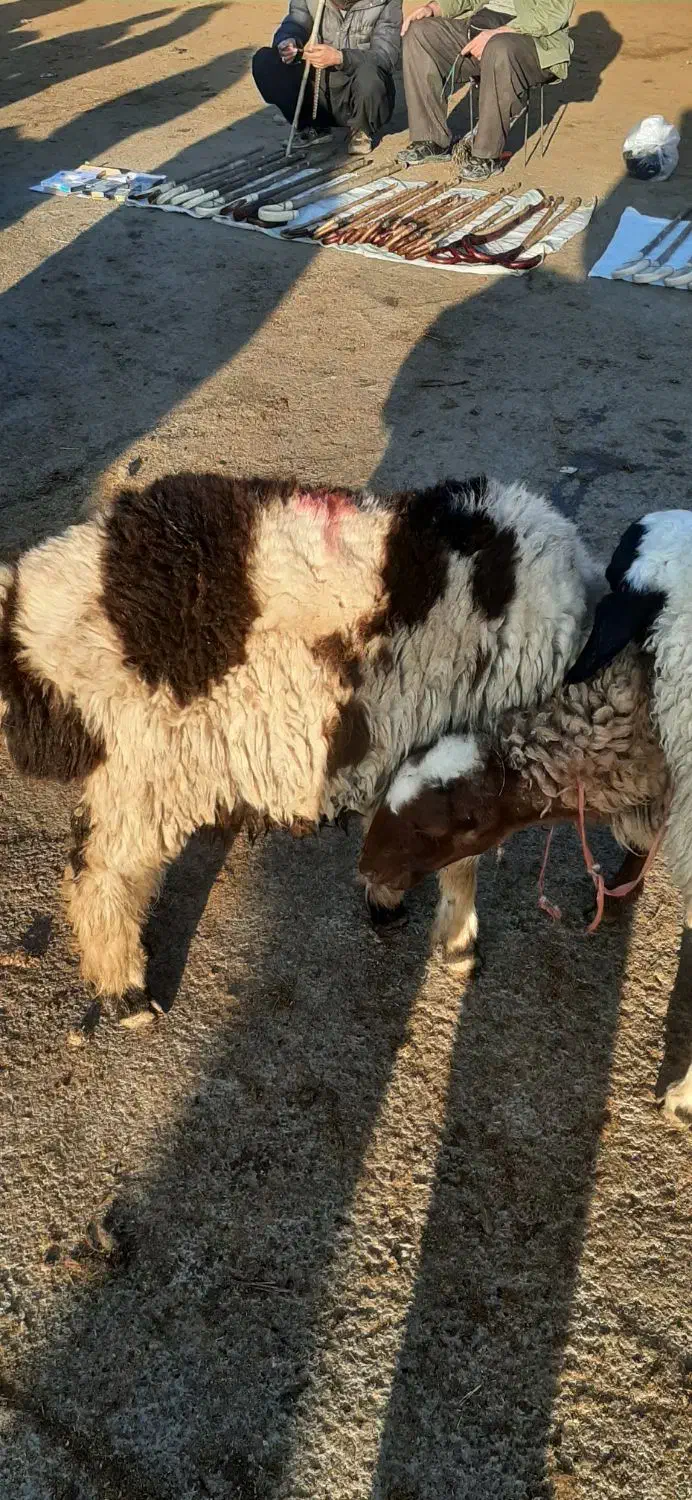 بره. گوسفند|حیوانات مزرعه|ماهیدشت, |دیوار