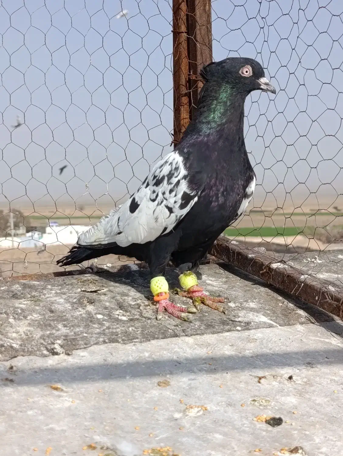 کله مامی|حیوانات|تربت جام, میان جام|دیوار