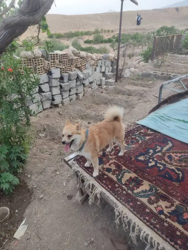 سگ پاپی|سگ|باغ بهادران, |دیوار