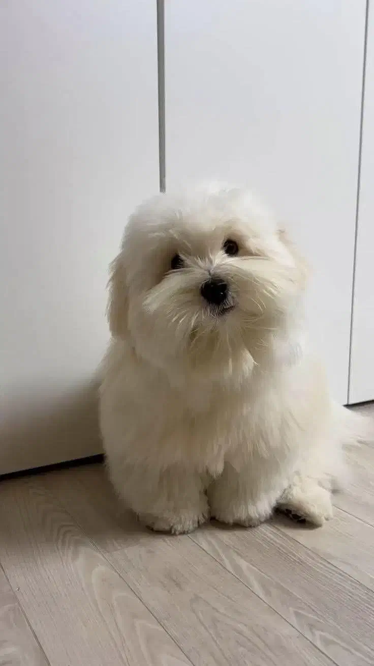 پانسیون خانگی سگ های کوچک|خدمات پیشه و مهارت|کرج, عظیمیه|دیوار