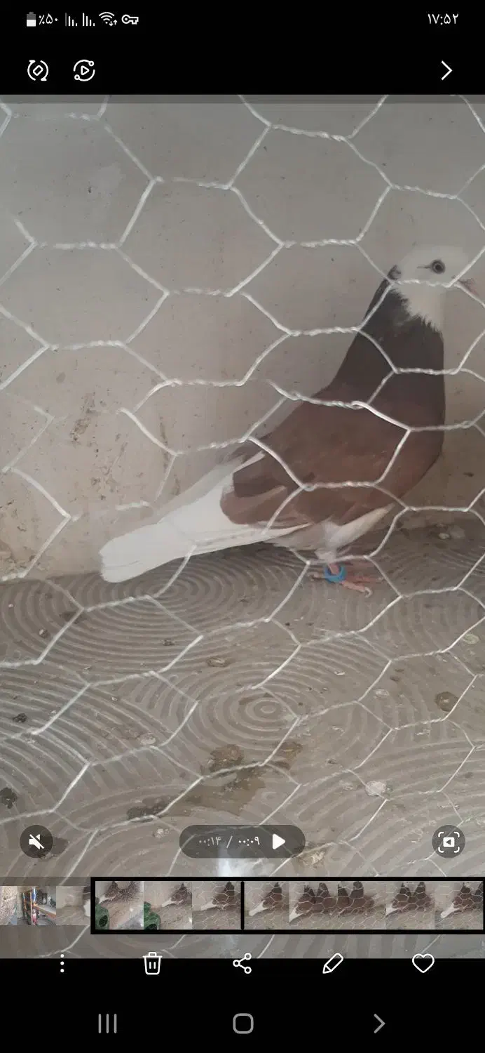 کفتر پرشی تهرانی|پرنده|خمینیشهر, |دیوار