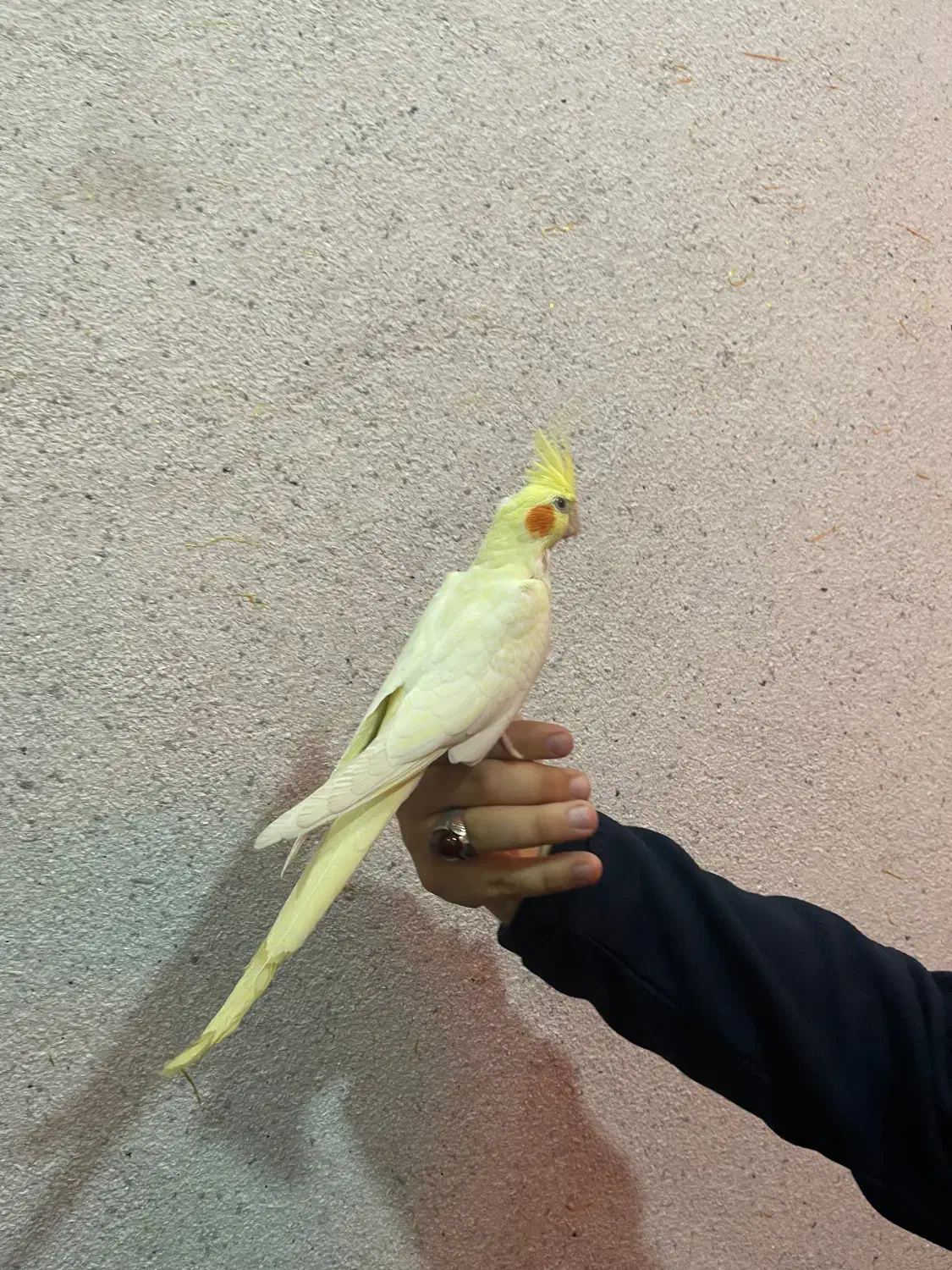 عروس هلندی|پرنده|باسمنج, |دیوار