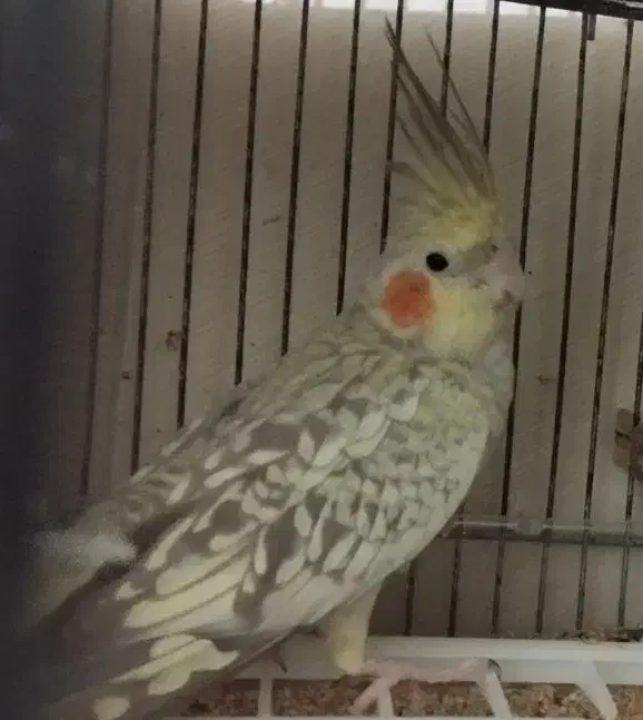 عروس هلندی ماده|پرنده|بندر دیر, |دیوار