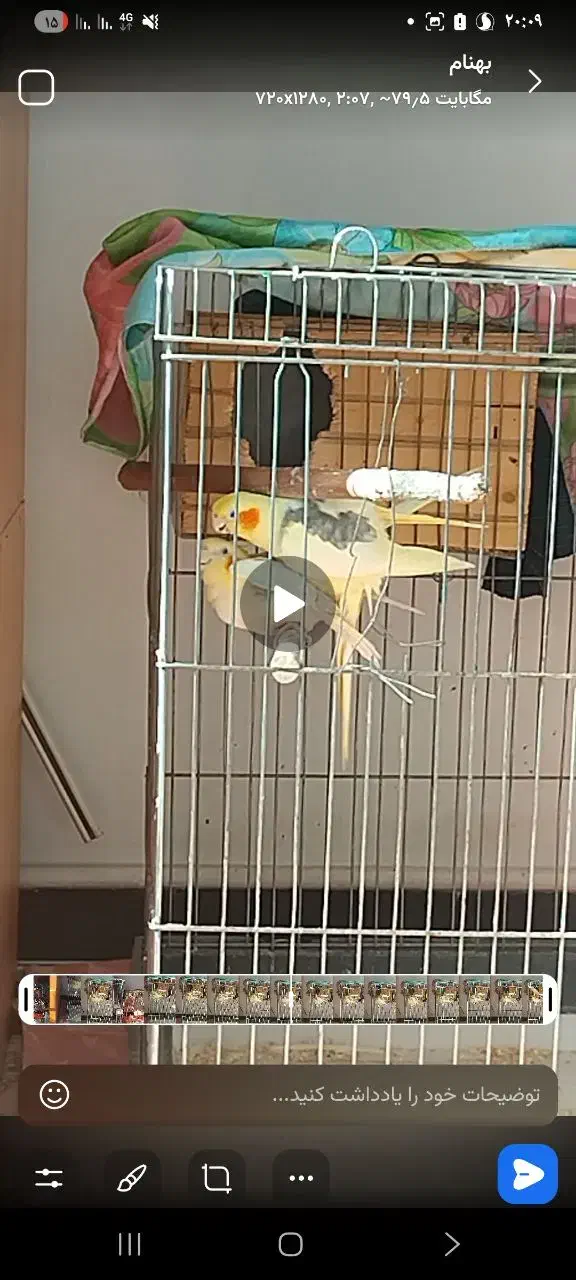 عروس هلندی جفت|پرنده|ری, دولت‌آباد|دیوار